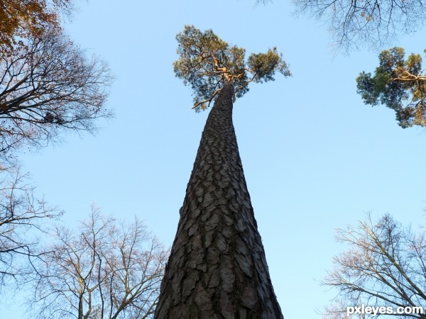 Creation of Trees: Step 2